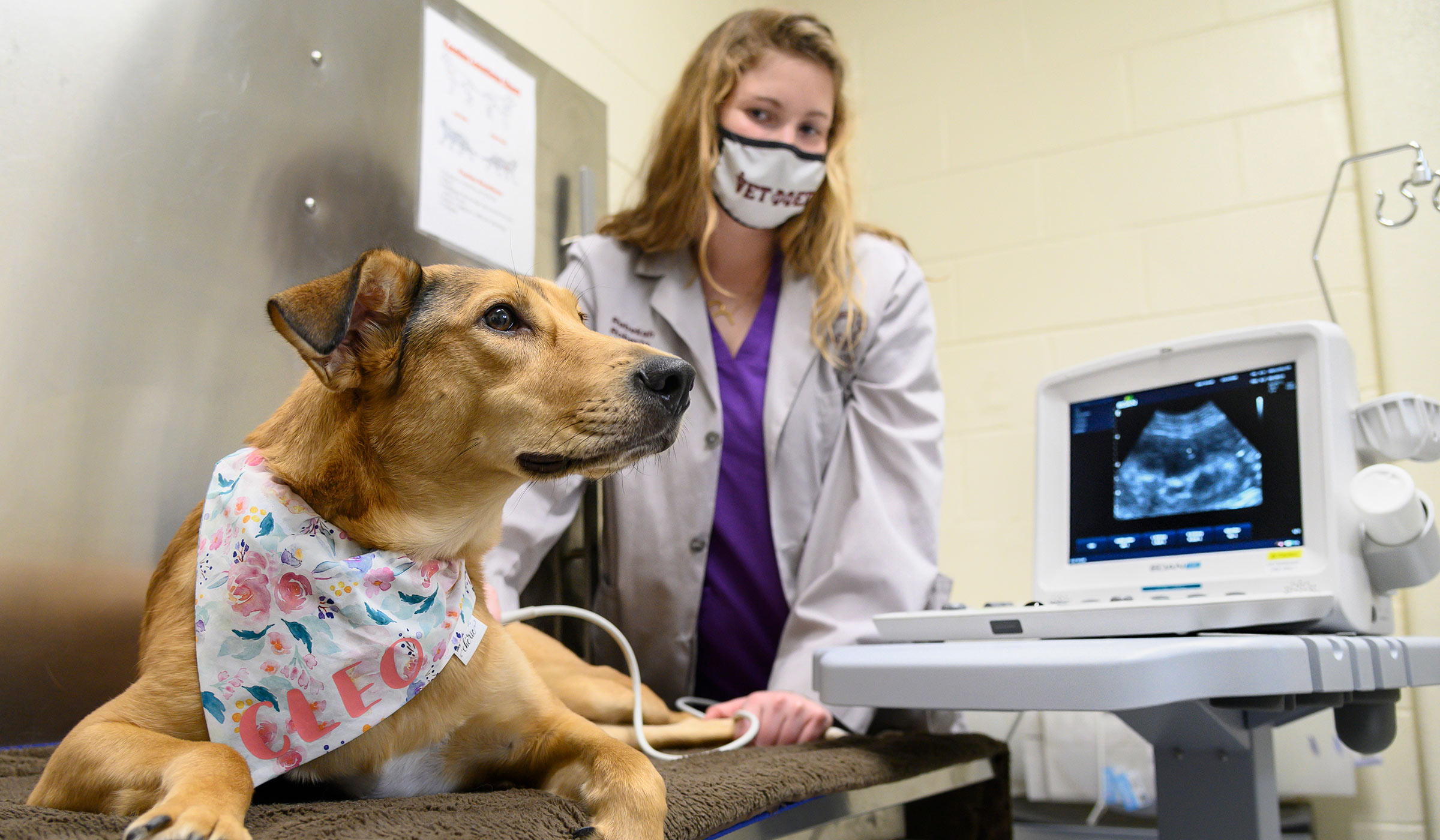 Female in lab coat and mask using ultrasound equipment on dog with handkerchief around neck.