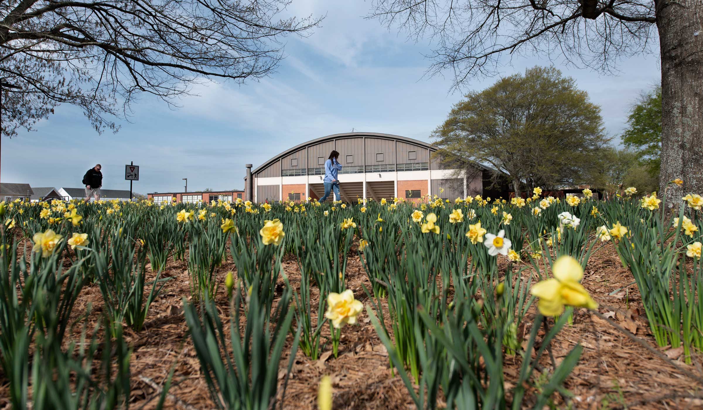 Daffodils bloom in a flowerbed with McCarthy Gym in the background.