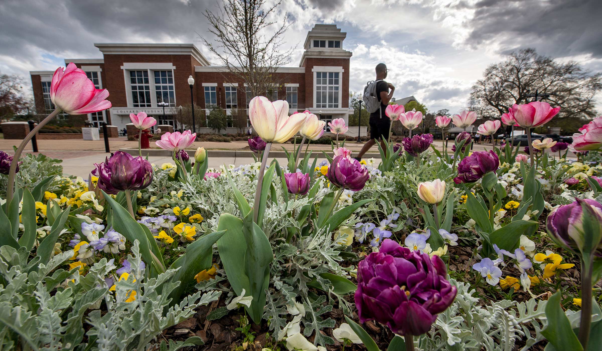 An array of colorful spring tulips in the foreground, with a dramatic cloudy sky and Colvard Union beyond.