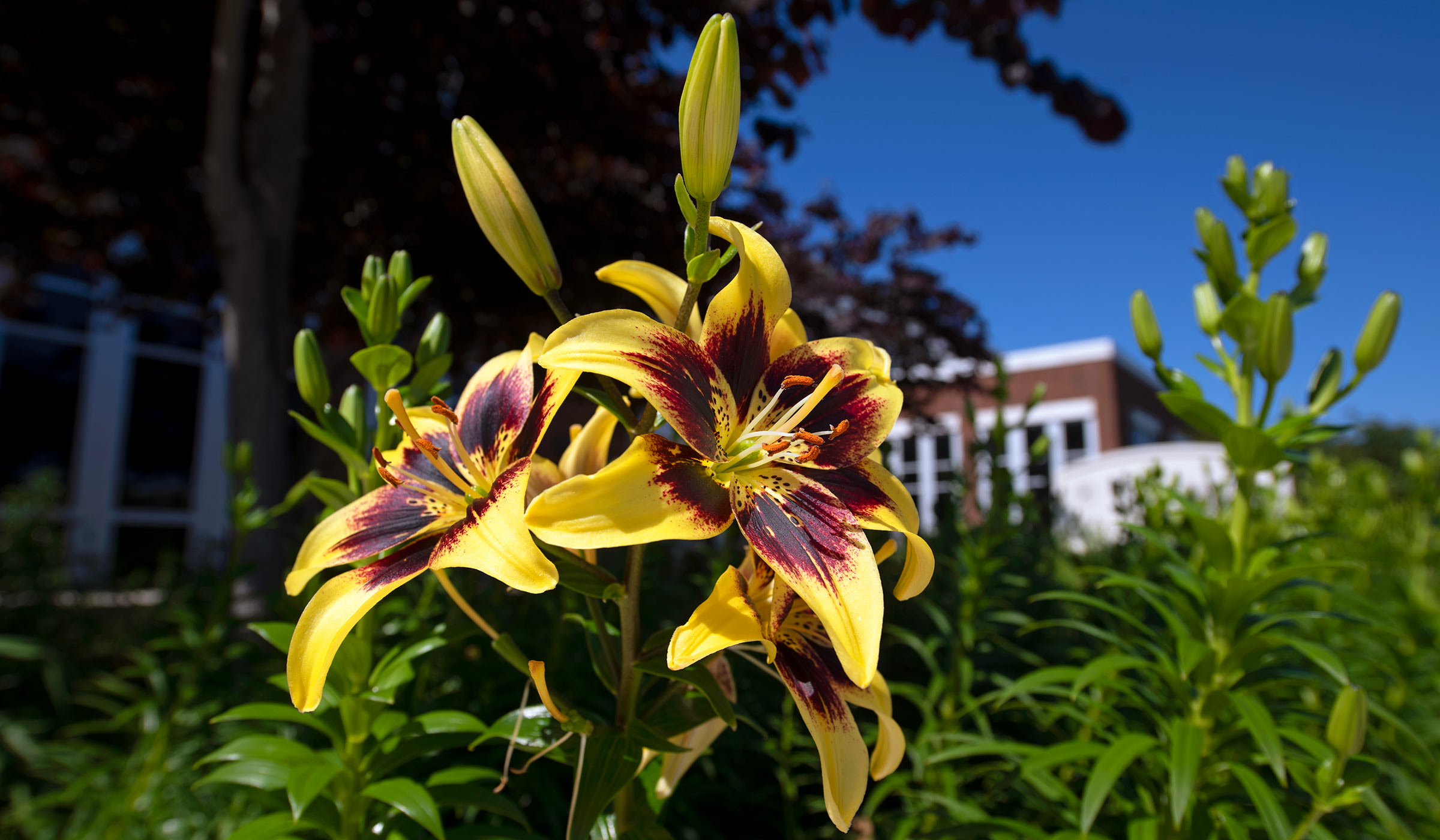 Yellow and maroon day lilies in grass with brick and white building in background