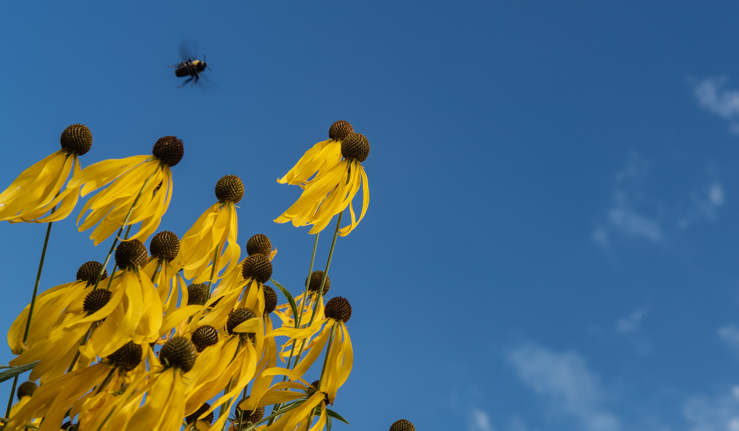 Against a blue sky, a bee flies over a crowd of gray headed prairie coneflowers in Entomology's Black Prairie Pollination Garden