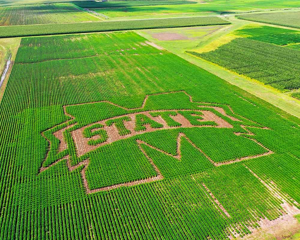 MSU ag scientists use iconic M-State spirit mark to refine precision ...
