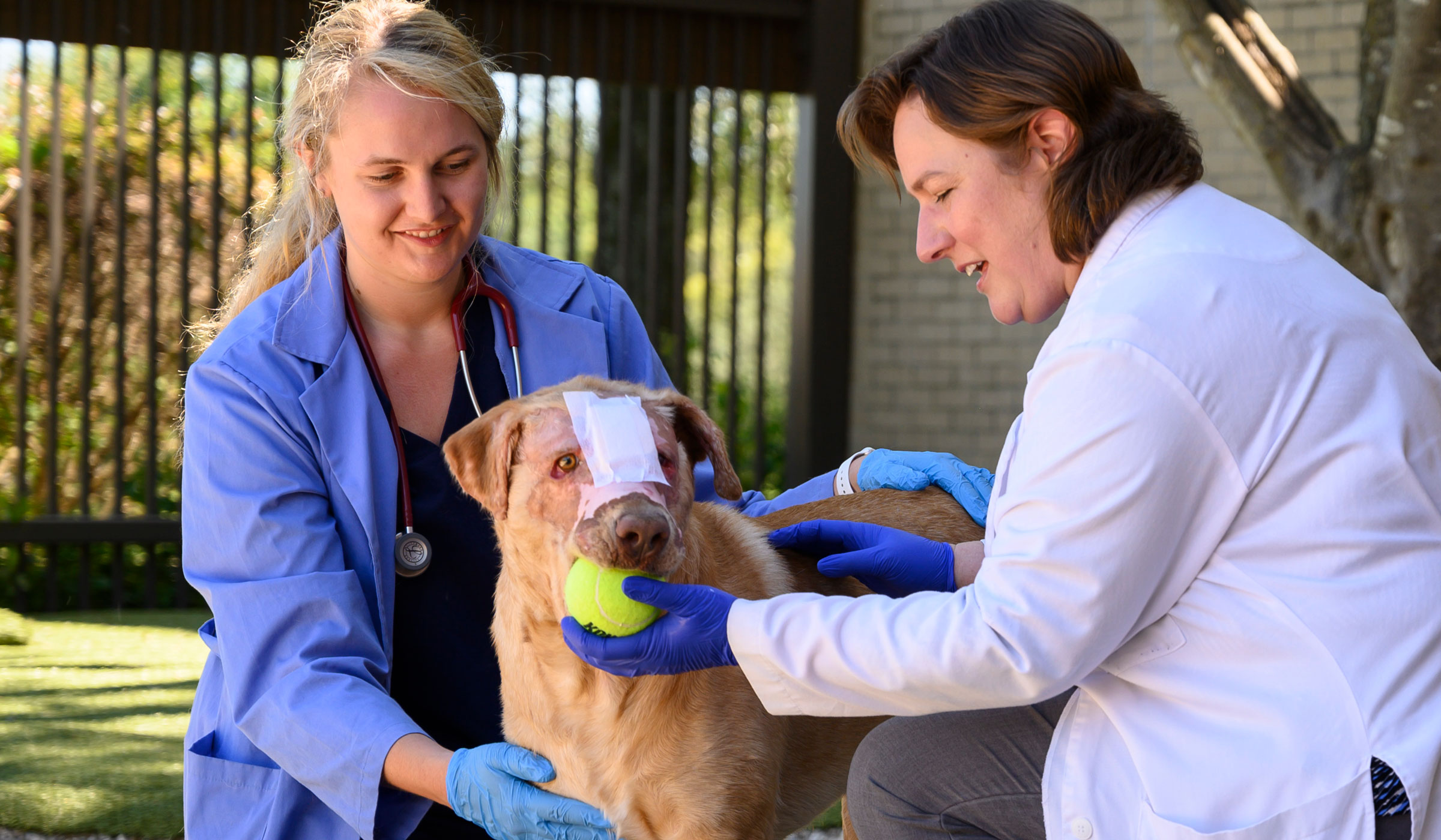 Buddy the beige dog stands with a bandage down the bridge of his nose with the CVM student crouched smiling on the left and Dr. Swanson wearing a white lab coat, crouched and offering a tennis ball to Buddy from the right. 