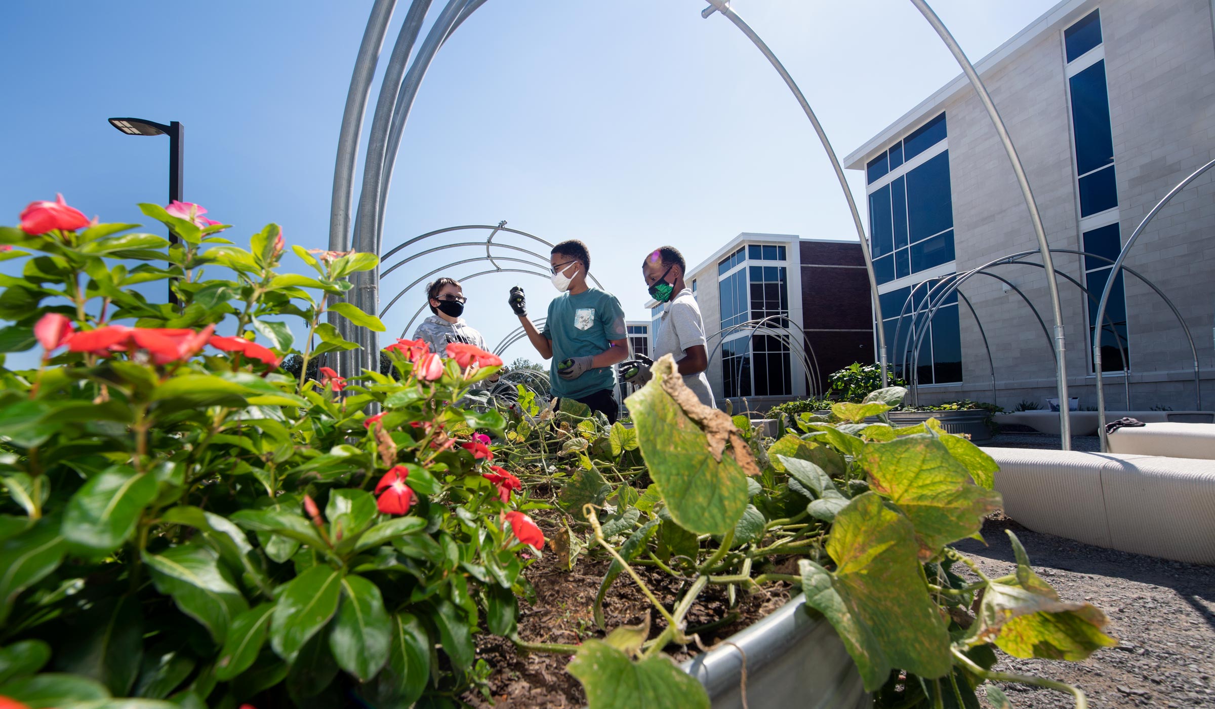 With a planter overflowing with flowers and vegetables in the foreground, three 6th grade boys harvest cucumbers in the mid-ground, with the Partnership Middle School wing beyond.