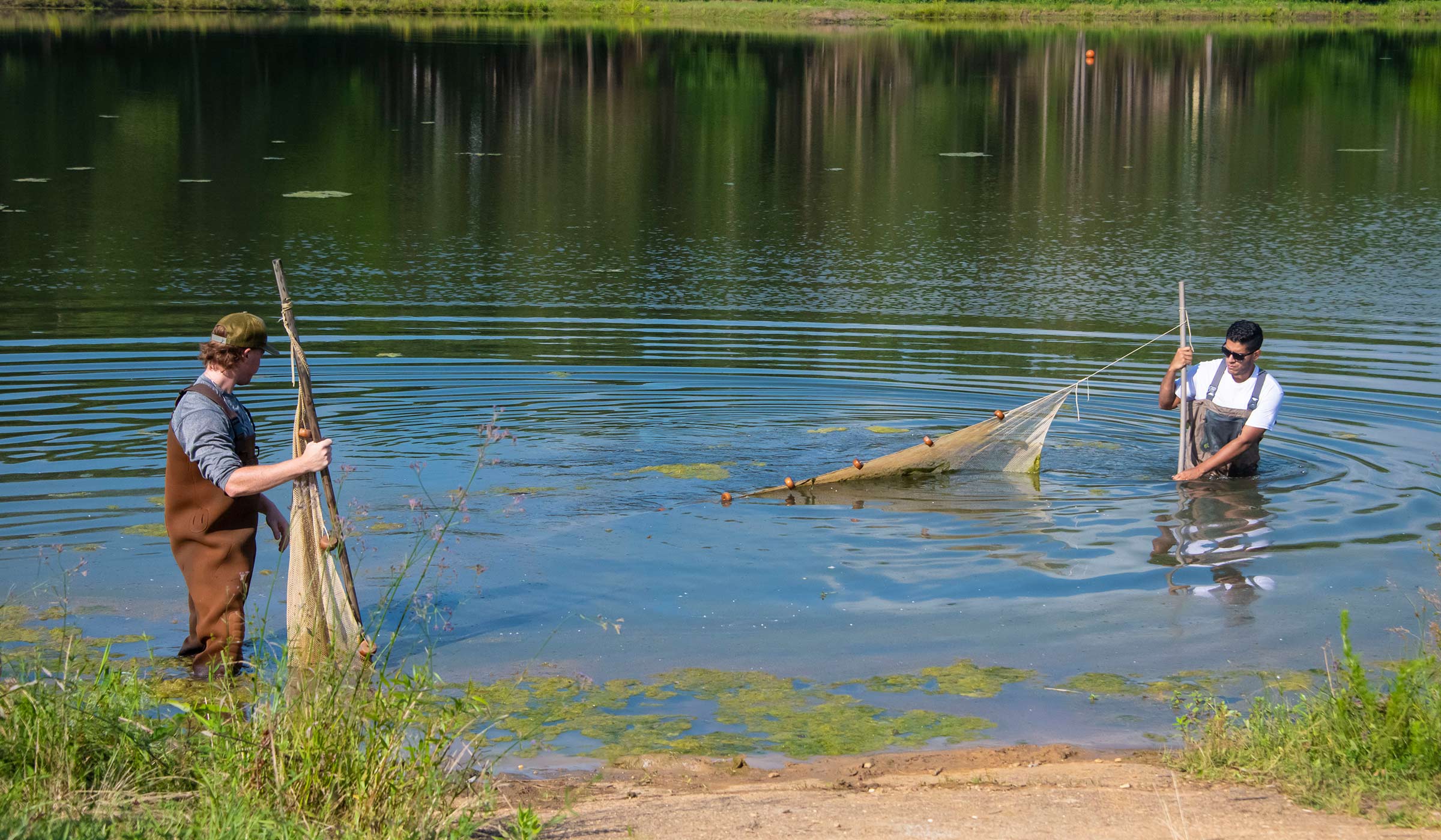 Two men in a pond with a net attached to poles