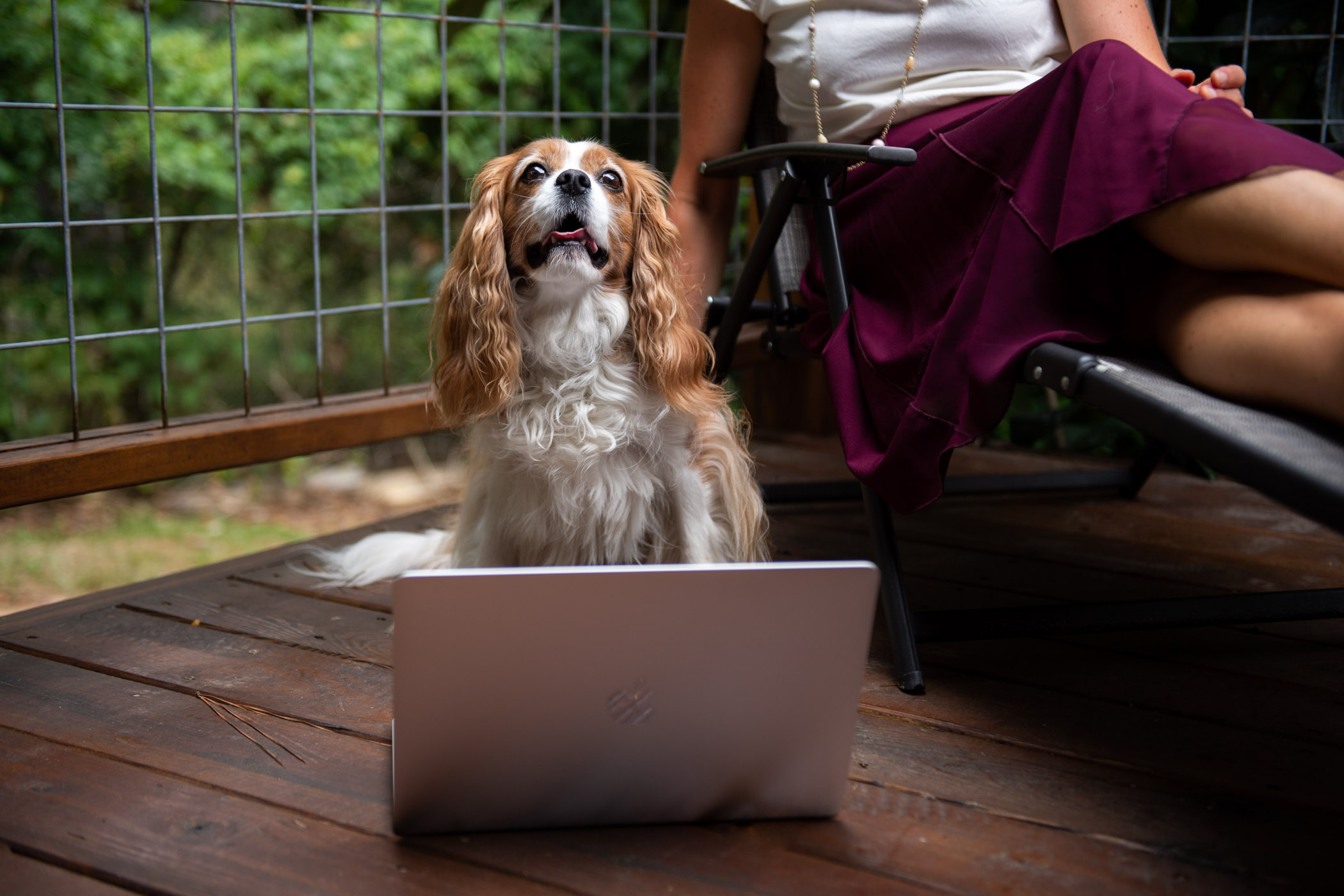 Franklin, a smiling cocker spaniel, poses behind a silver laptop on set of the newest stock photoshoot for MSU online.