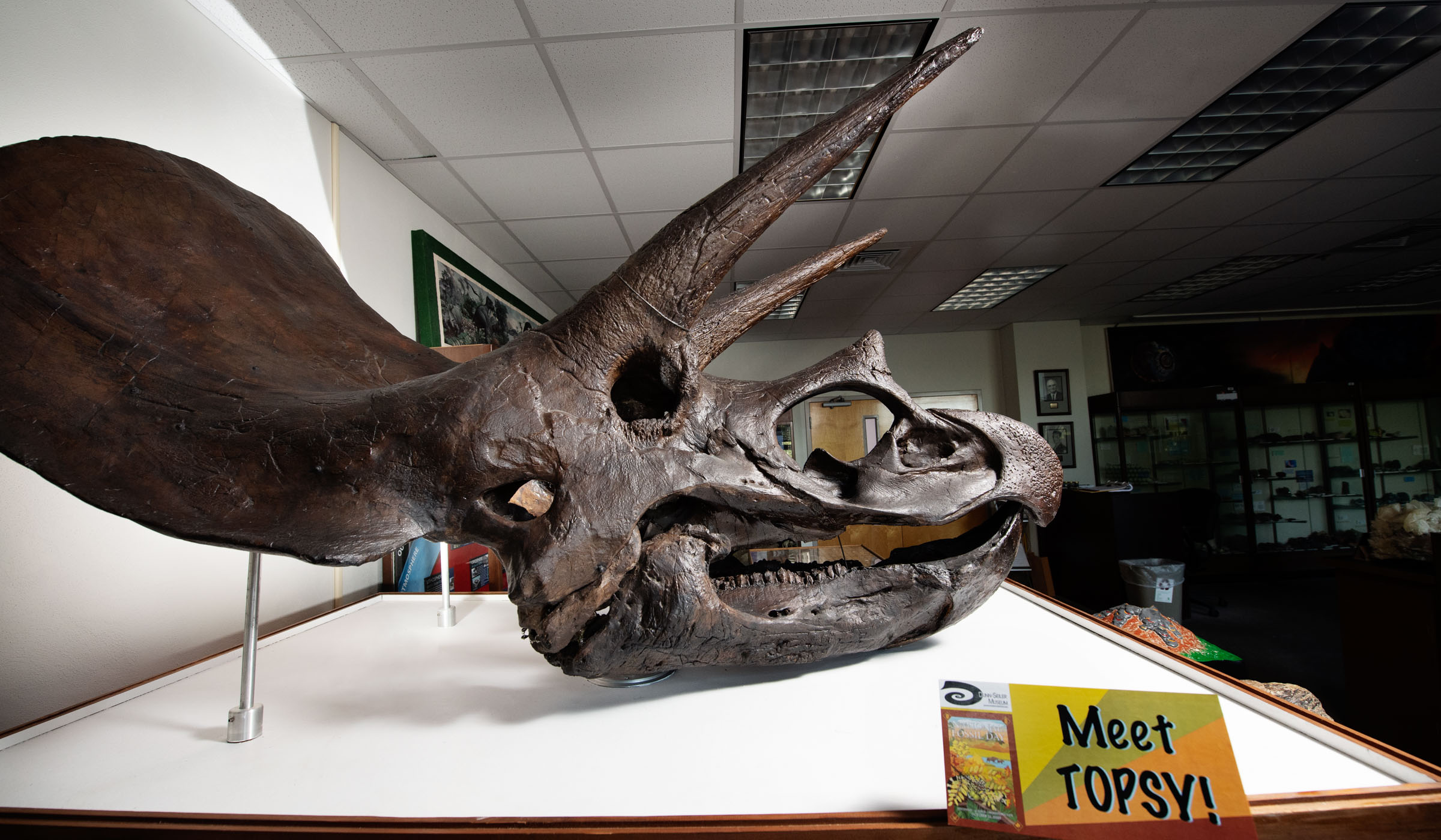 The new &quot;Topsy&quot; name plate is displayed in the foreground of the Triceratops scull cast, which has long been a central focus of the Dunn-Seiler Museum&#039;s public gallery.