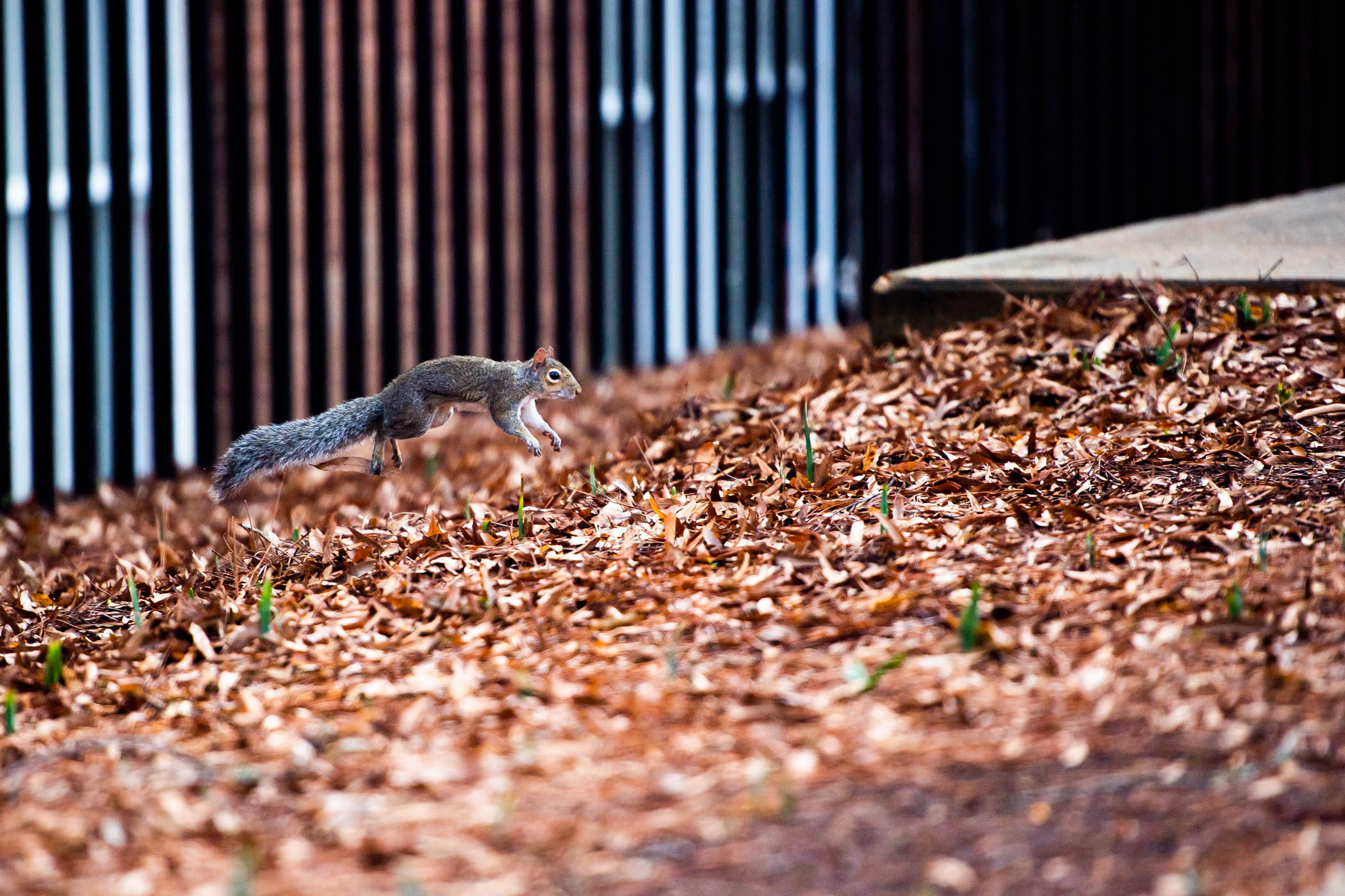 One of many campus squirrels happily bounces along Engineering Row.
