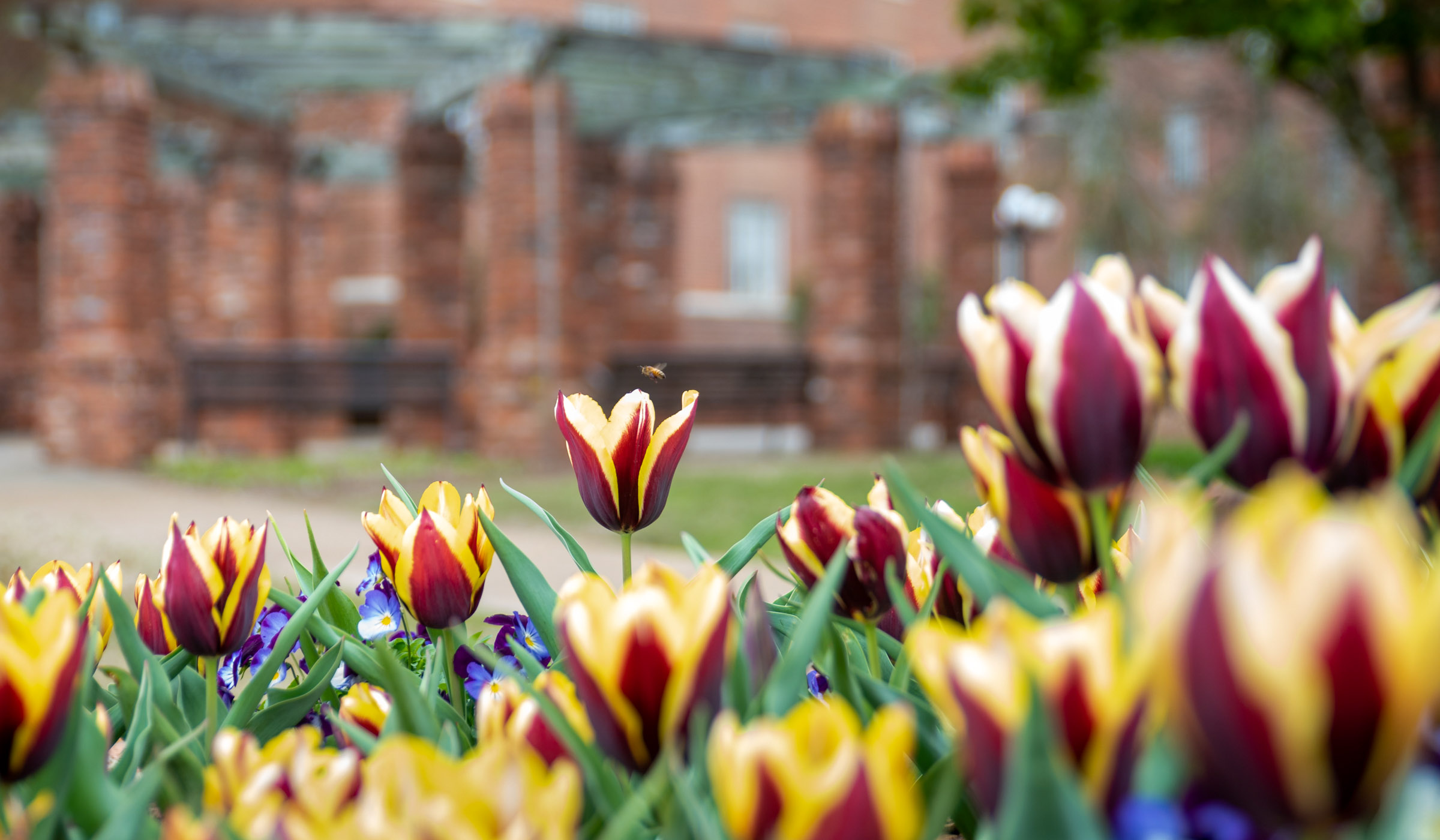 A bee visits one of a group of tulips with a maroon and yellow flame pattern, with the Chapel trellis blurry in in the background.