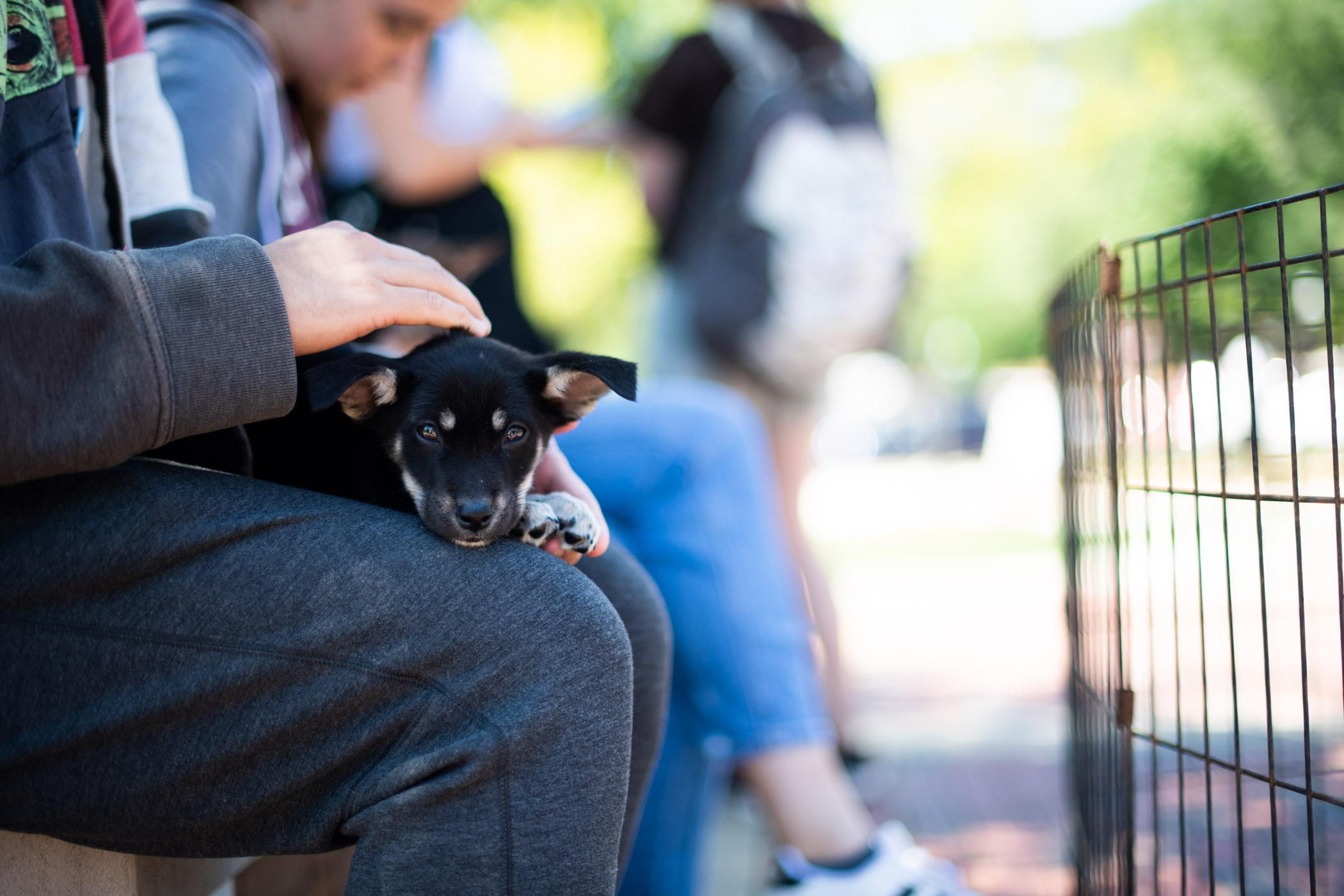 To wrap up the end of the spring semester, MSU&#039;s College of Education welcomes students to their &quot;Last Day of Classes&quot; celebration on YMCA plaza. Attendees enjoyed spending time with puppies from Southern Paws rescue, painting, BBQ, a drum circle, and fun music.