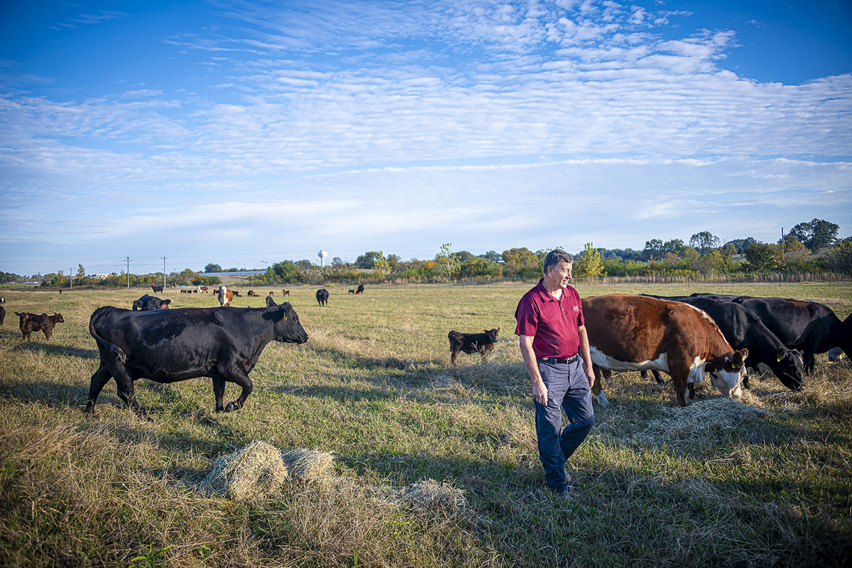 Danny Jones, pictured surrounded by cows in a pasture