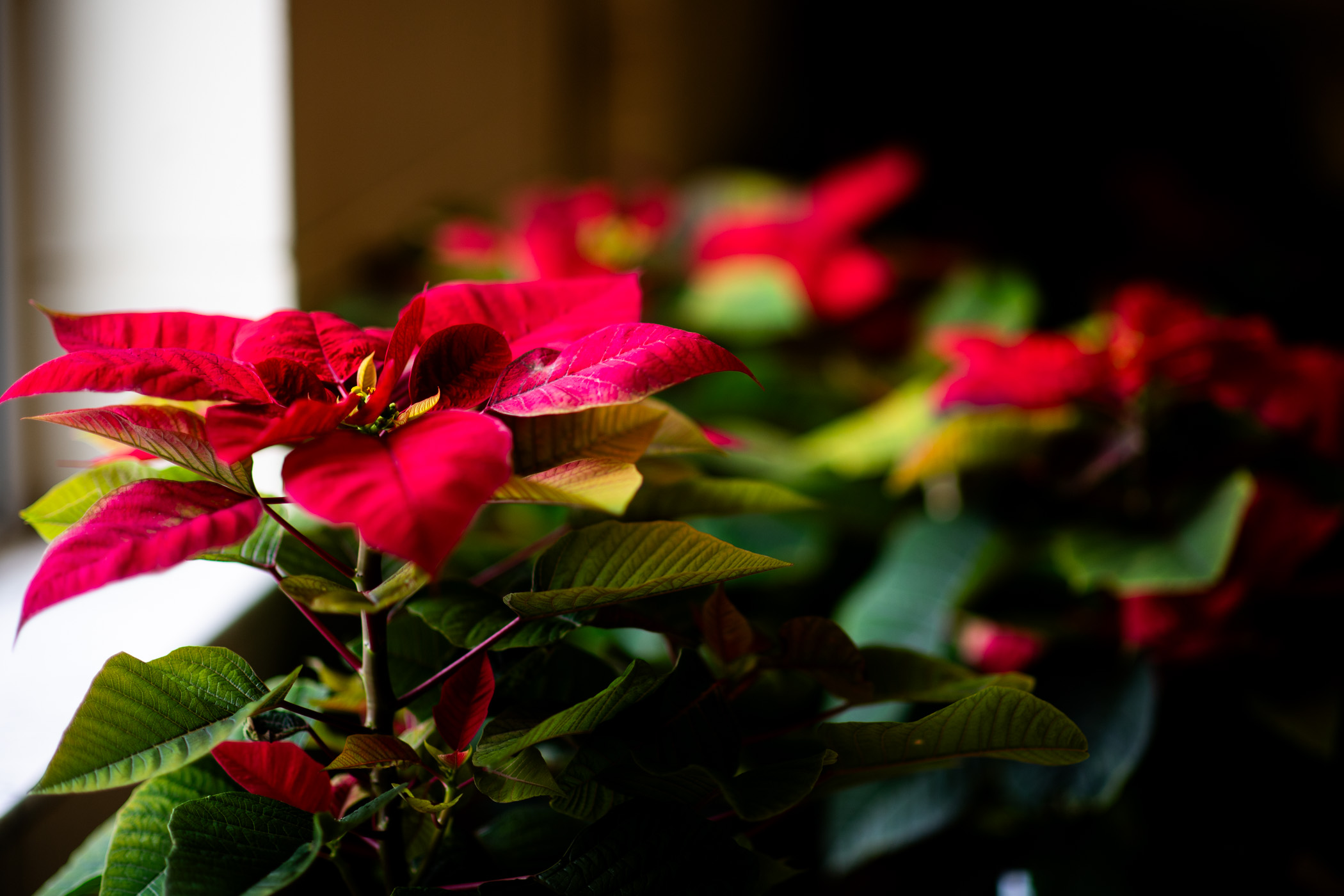 Rich red poinsettias line along windows of Dorman Hall, prepared for pick-up at MSU Horticulture&#039;s annual holiday poinsettia sale.