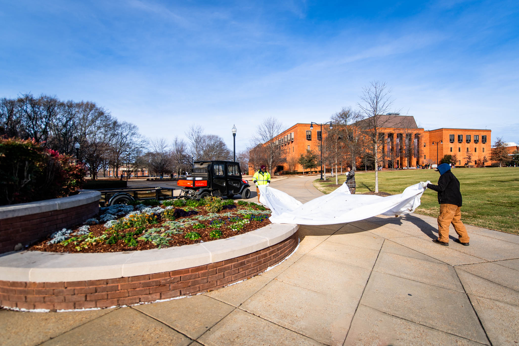 MSU Campus Landscaping staff removes a large white protective tarp from a flowerbed outside of Swalm Hall.