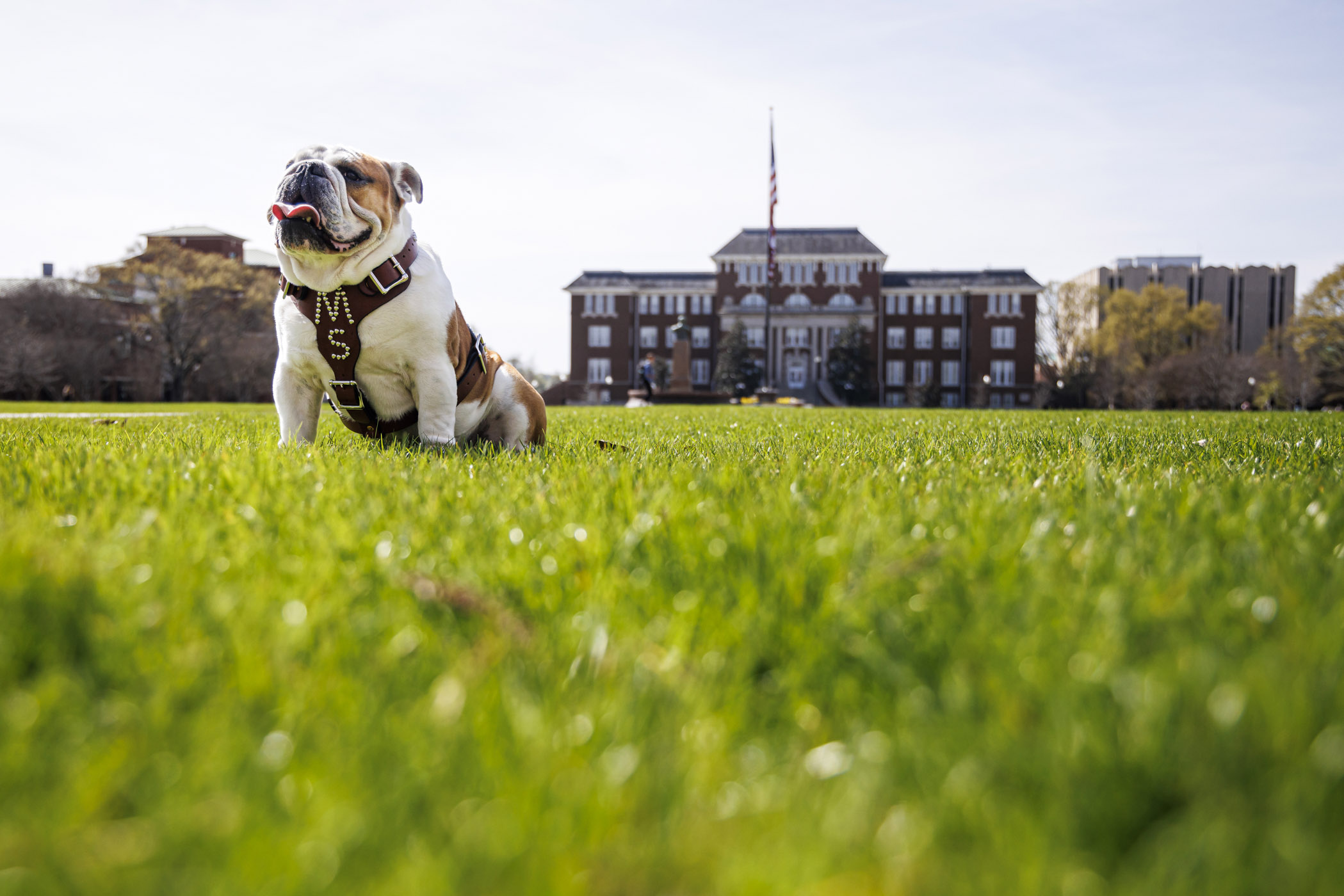 MSU&#039;s live Bully, &quot;Dak,&quot; sits on the Drill Field