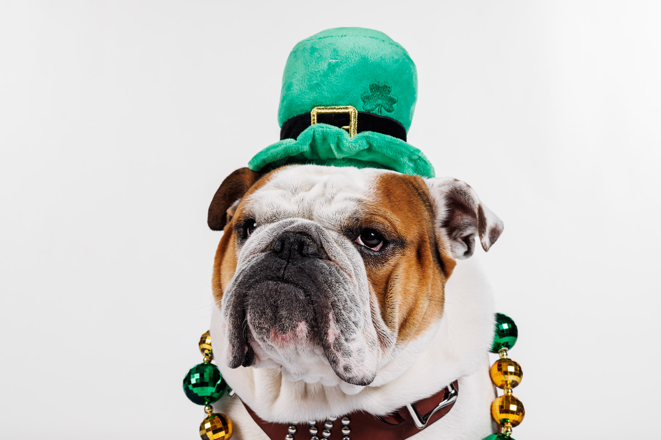 Dak, MSU&#039;s live mascot, decorated in festive St. Patty&#039;s Day gear.