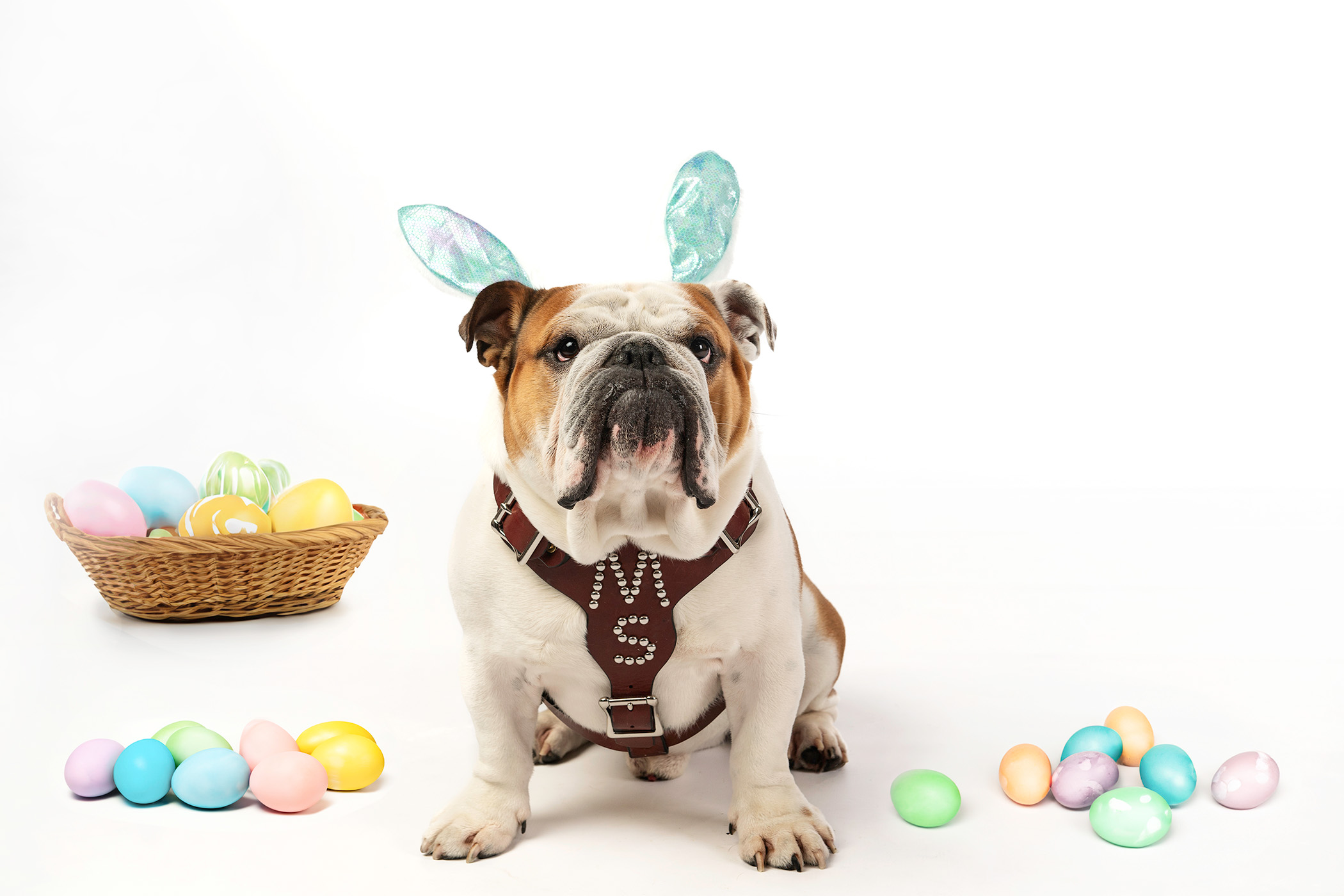 Dak, MSU&#039;s live Bully mascot, sports his best bunny ears in honor of the Easter holiday.