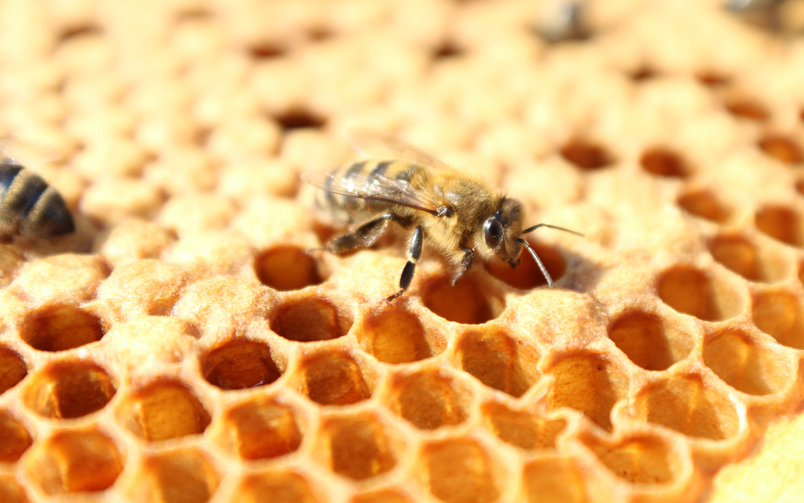 Thriving hives: Research, education support backyard beekeepers - Vimarsana News