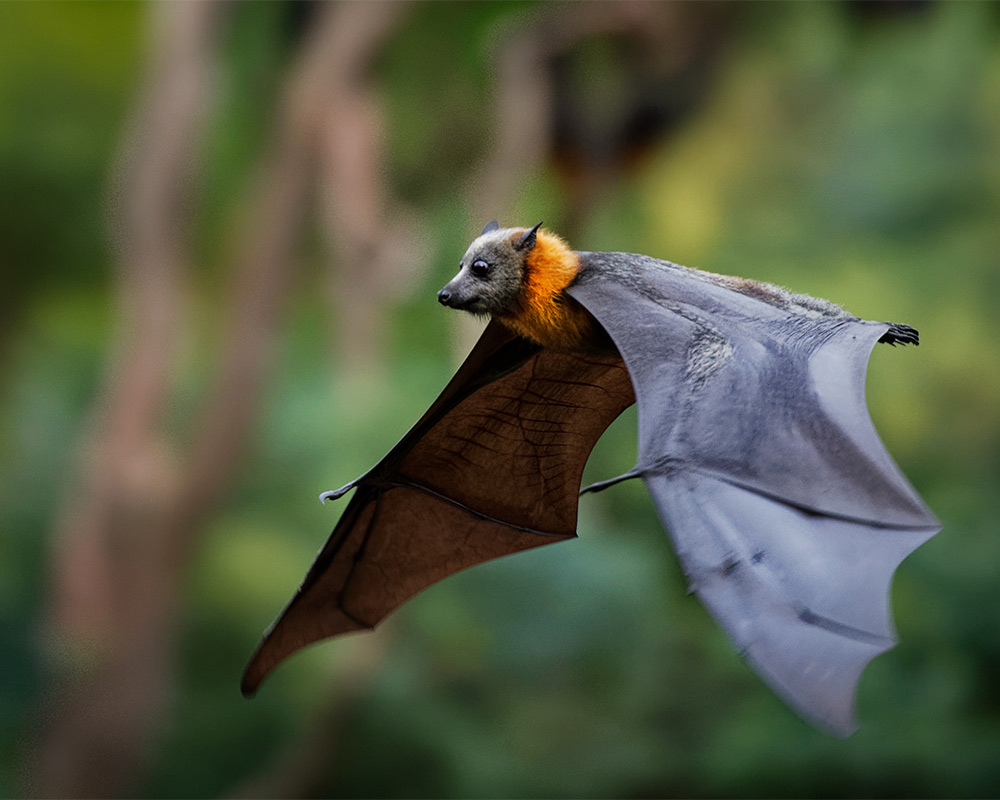 From the Deep South to Down Under: MSU flying fox research, new ...