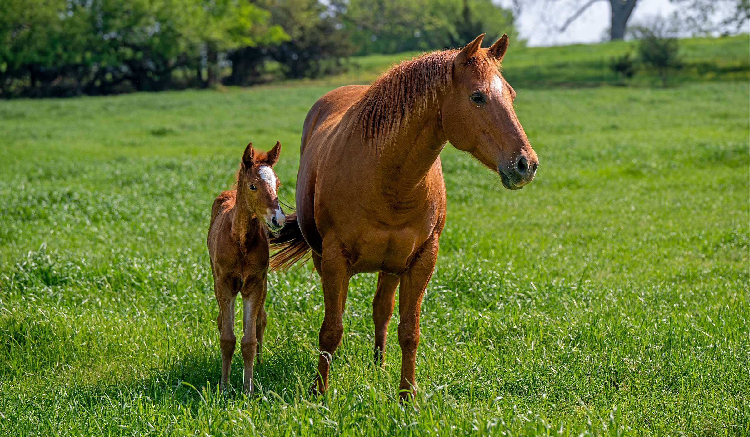 Horses in a field