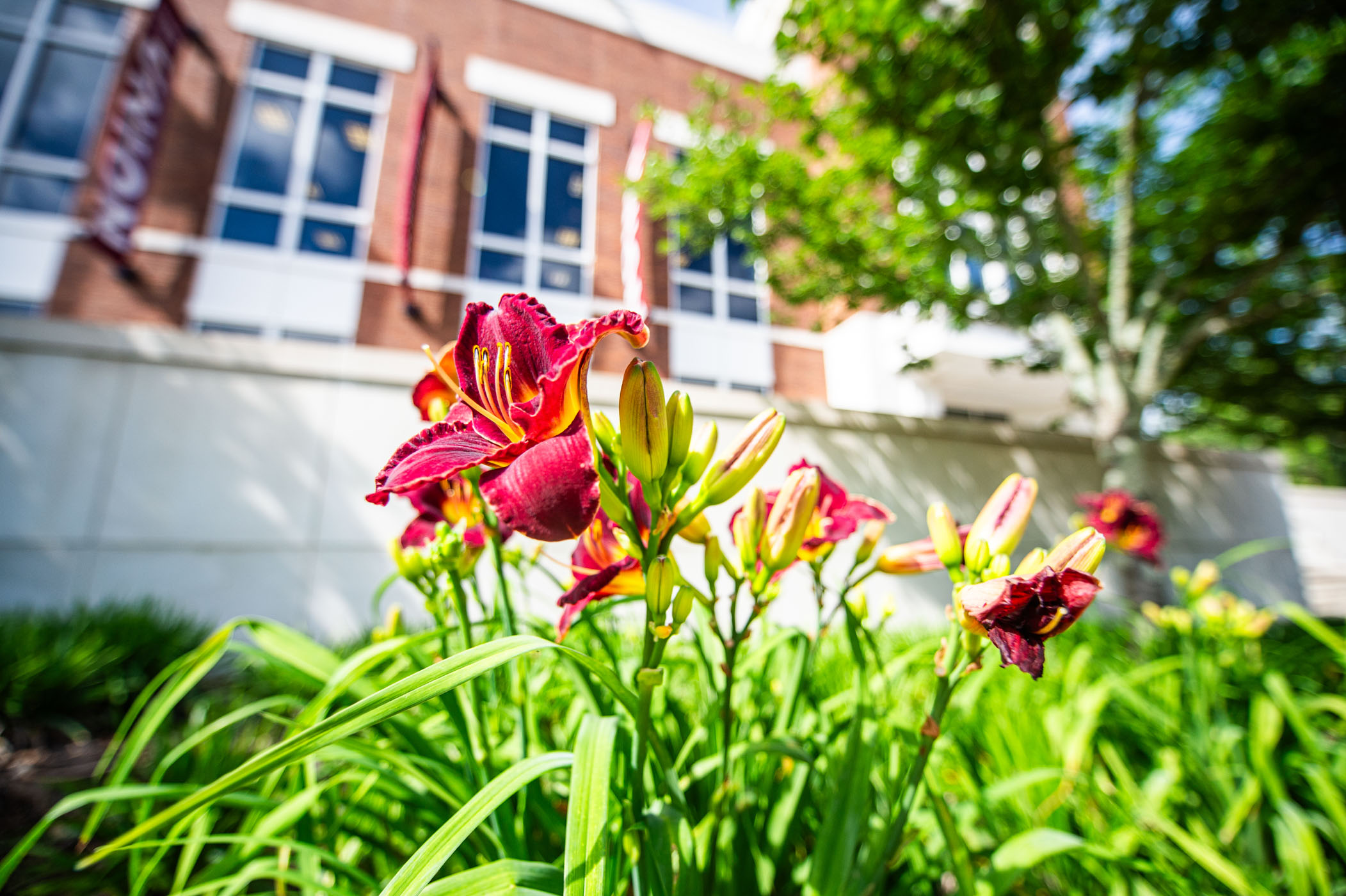 Maroon Daylilies trumpet in the warmth of bright morning sunshine along the parameters of Colvard Student Union, adding a natural pop of school-spirited color to those who pass by. However, these beautiful flowers aren&#039;t around long, earning their namesake with each bloom only lasting for a day.