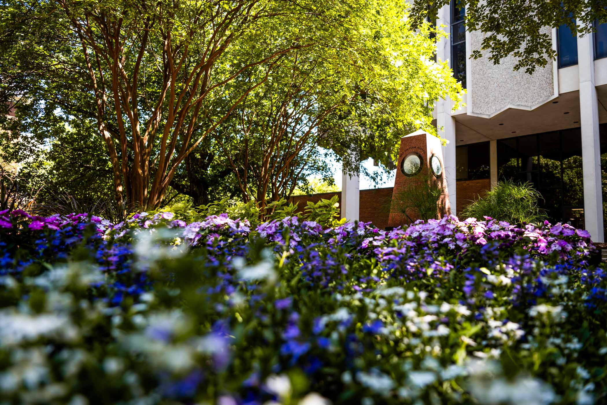 Bright Wednesday [May 21] afternoon sun illuminates MSU’s iconic Eternal Flame monument and the vibrant flowerbed of purple and white petals surrounding Allen Hall. With the majority of students away, the surrounding paths offer a quite summertime stroll for remaining staff and students on campus.