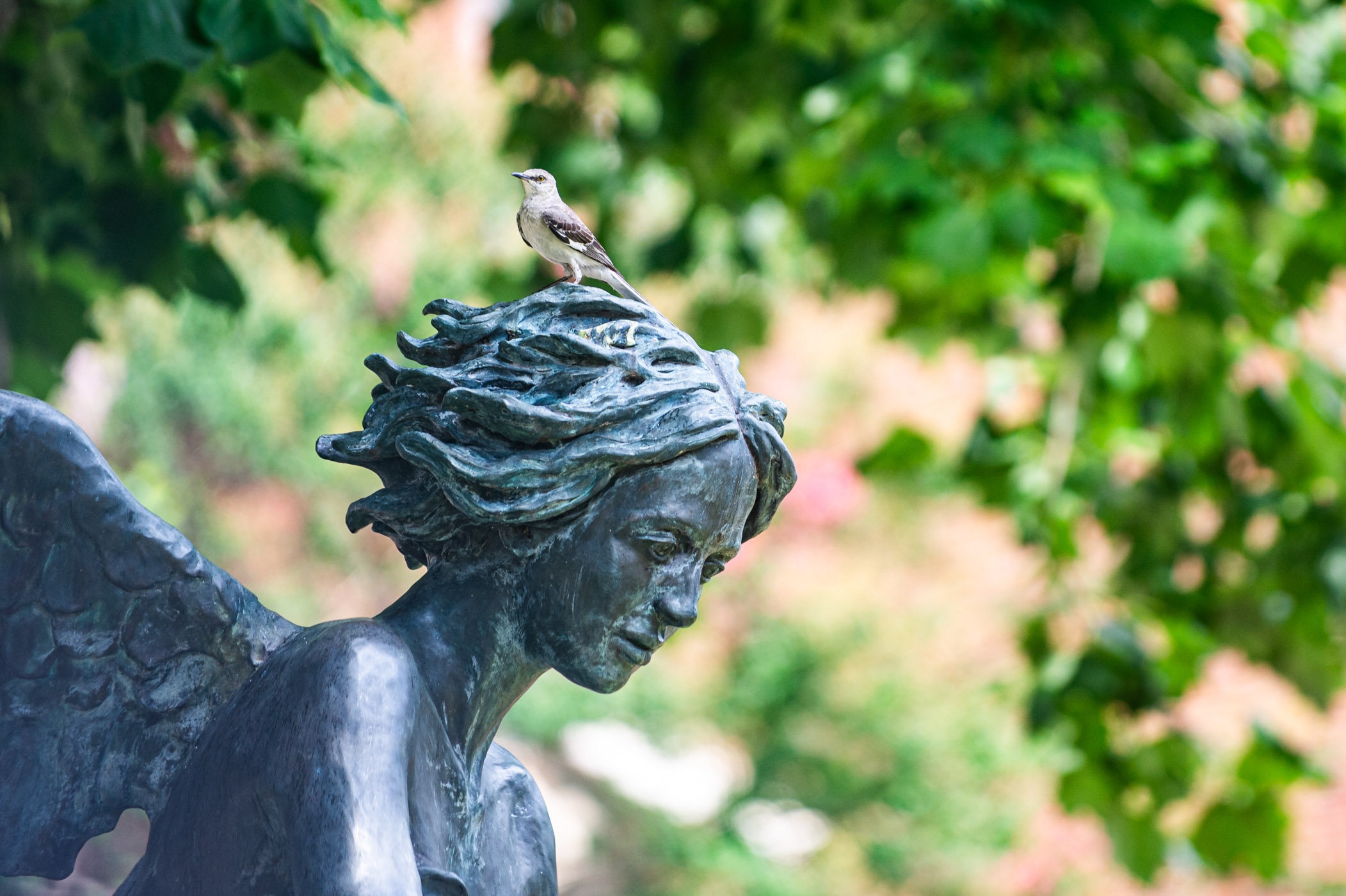 A mockingbird sits atop of the angel statue within the Chapel of Memories&#039; garden [June 23],] taking a break before flying across campus again. The statue, often called &quot;Campus Angel,&quot; is accredited to the work of artist  Rod Moorhead, the same artist who created &quot;The Scholar&quot; in front of Mitchell Memorial Library. 