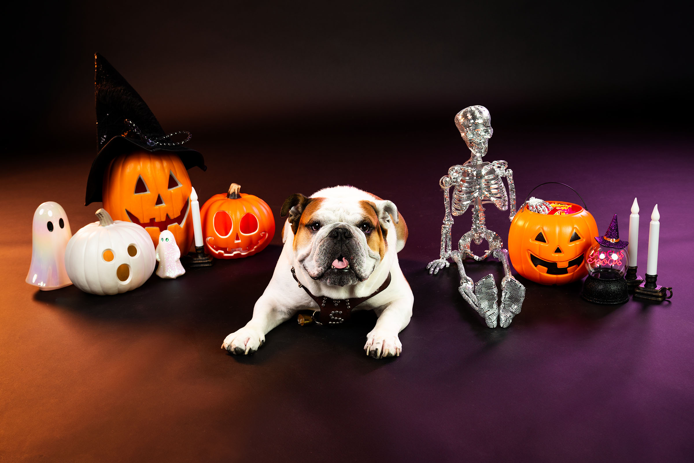 Dak, MSU’s live mascot Bully XXII, smiles surrounded by festive Halloween décor as he gets into the spooky season spirit on Wednesday [Oct 29] before the holiday’s arrival. From the glowing smiles of jack-o’-lanterns to haunted happenings on campus, MSU celebrates the season while wishing the Bulldog family a safe and fun Halloween.