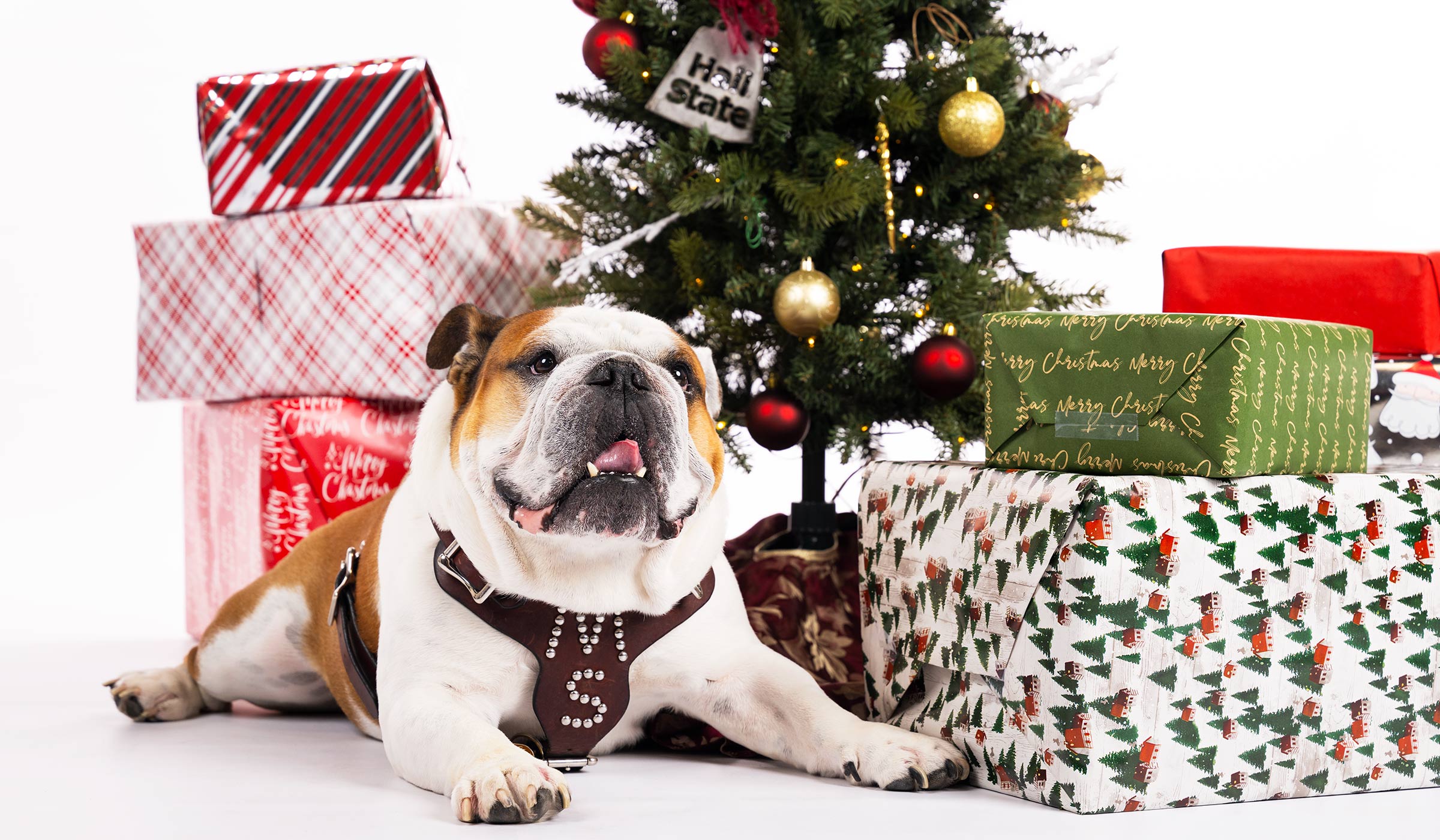 Bulldog laying in front of presents and Christmas tree