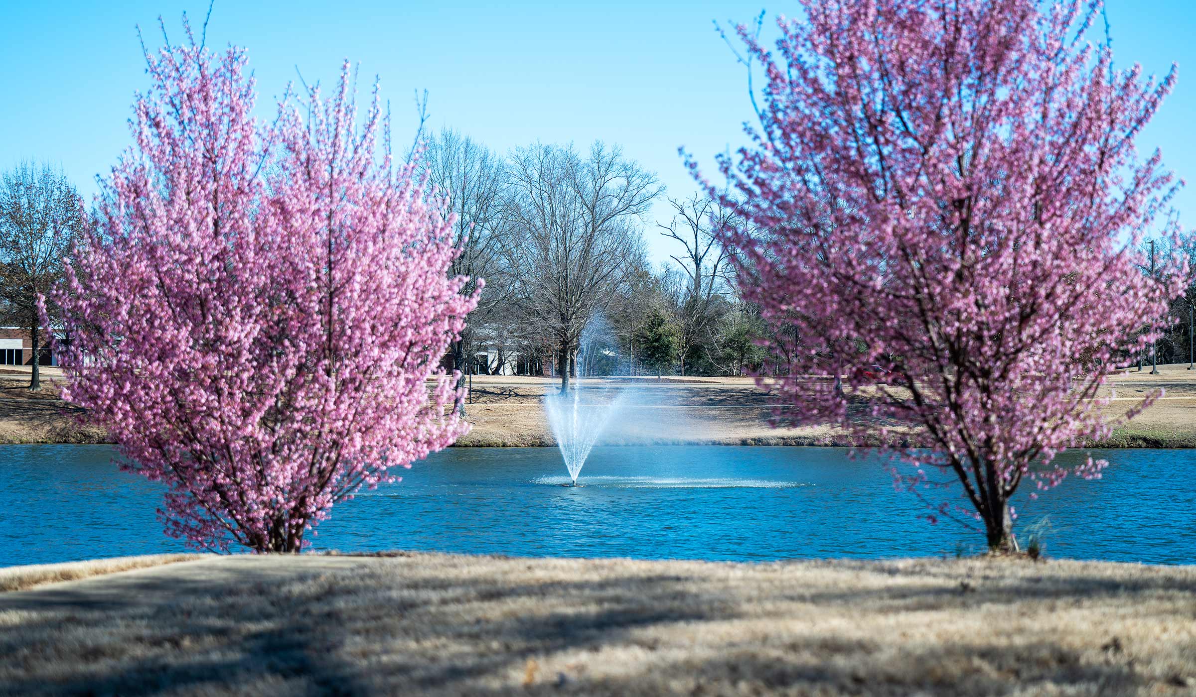 Pink flowering crabapple trees frame the shoreline of Chadwick Lake on Mississippi State University’s campus in Starkville.