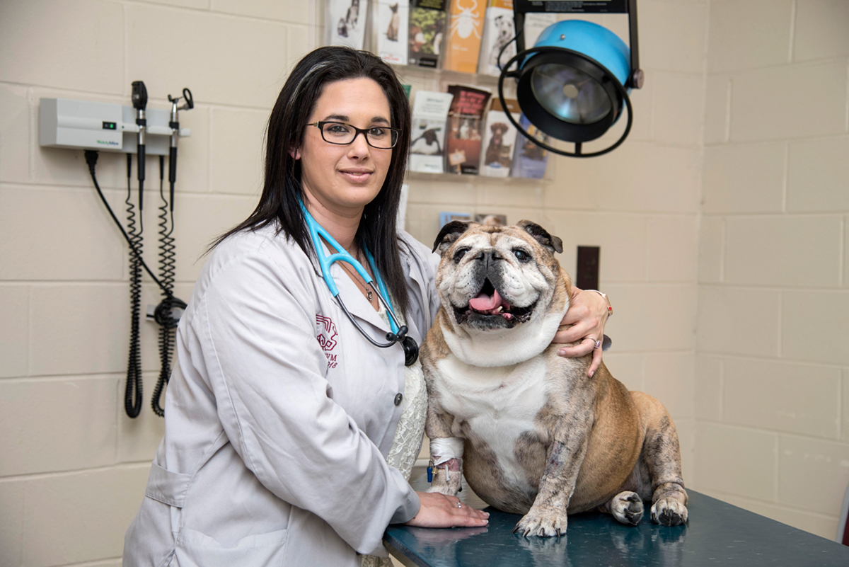 Amber Chavez, pictured in a vet&amp;#039;s office taking care of a bulldog.