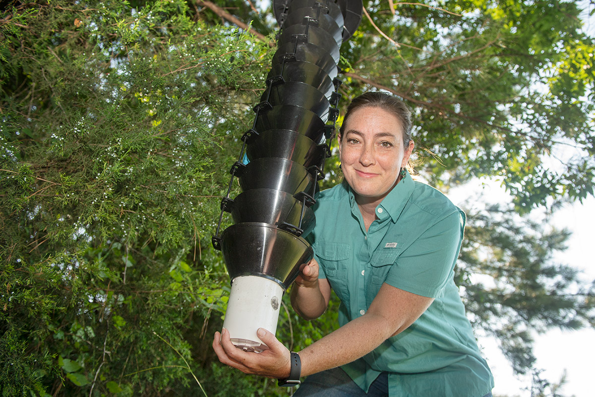Jennifer Seltzer, MSU senior research associate in entomology, is pictured in a tree.