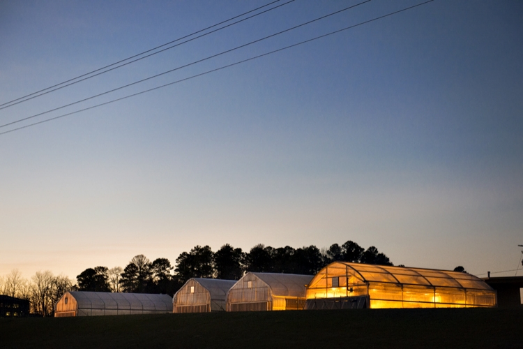 North Farm Greenhouses - sunset