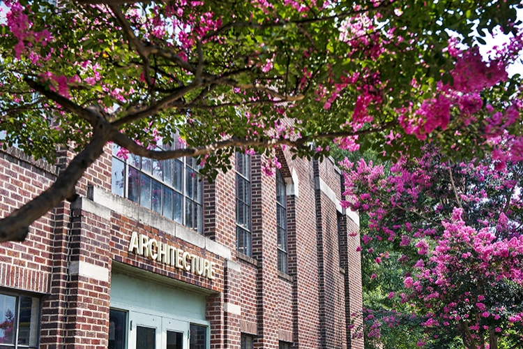 Crepe Myrtles