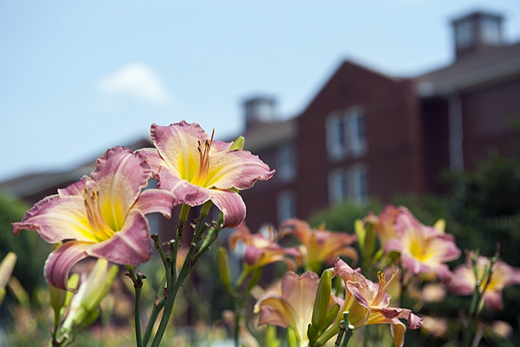 Lilies near Griffis