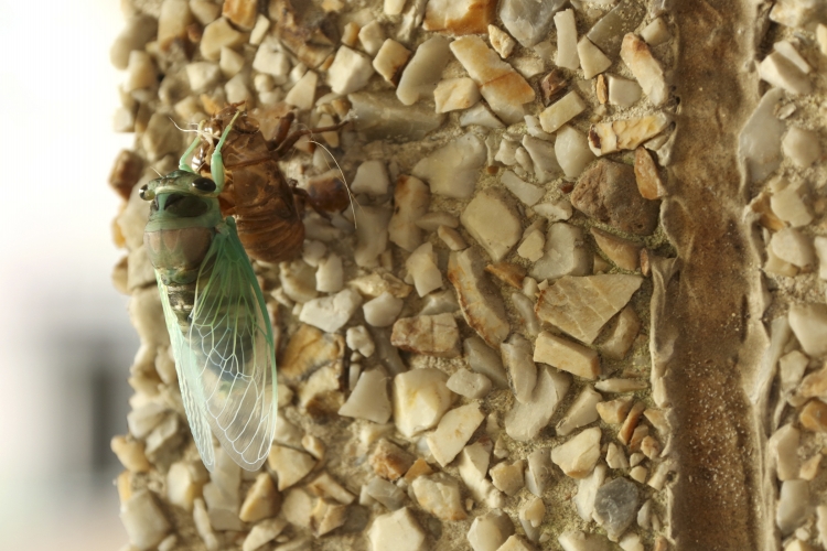 Cicada Molts Exoskeleton at Bost