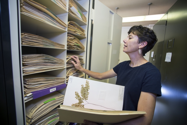 MSU Herbarium - Biological Sciences plant collection