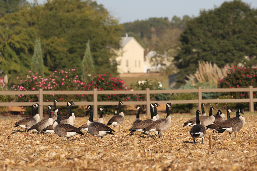 Canada Geese Gleaning on North Farm 