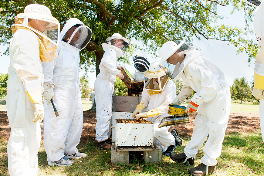Beekeeping Camp