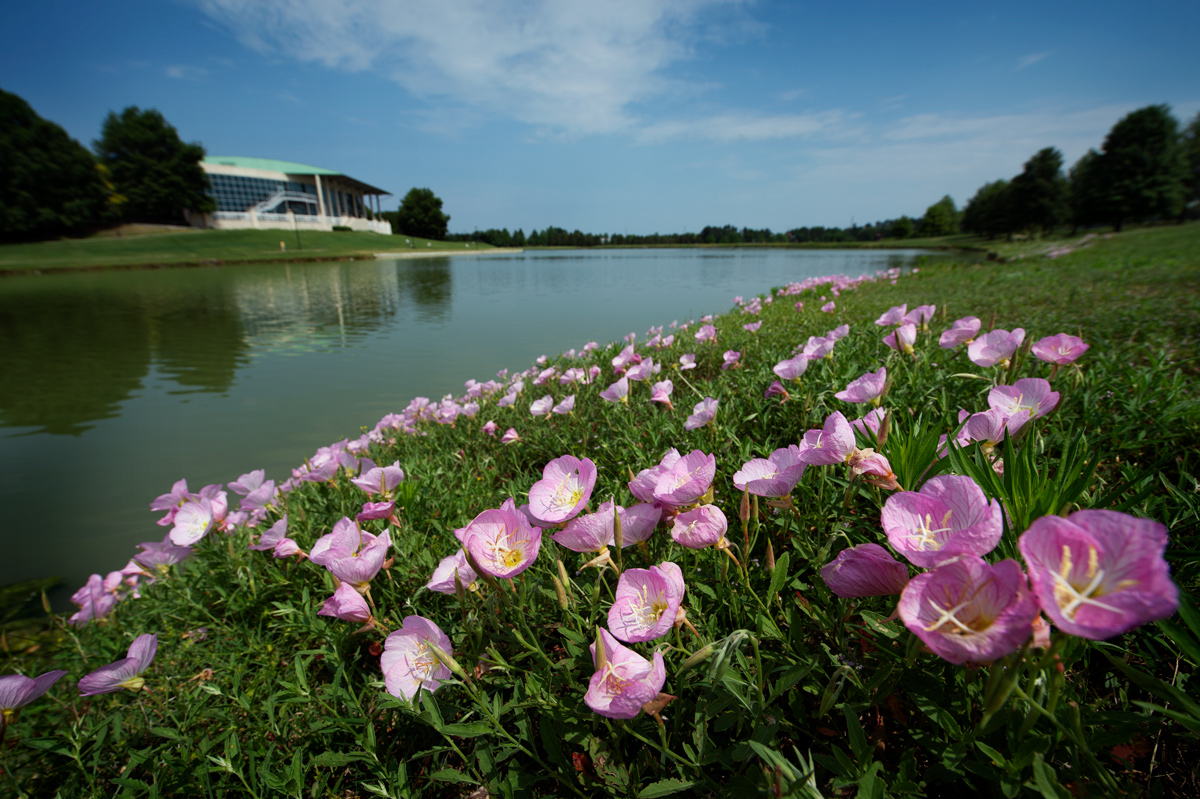 With Chadwick Lake in the background, pink evening primrose wildflowers fill the foreground of the lake&amp;#039;s edge.