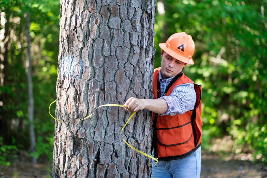 Student Chandler Guy, in a orange vest and hard hat, measures the circumference of a tree.
