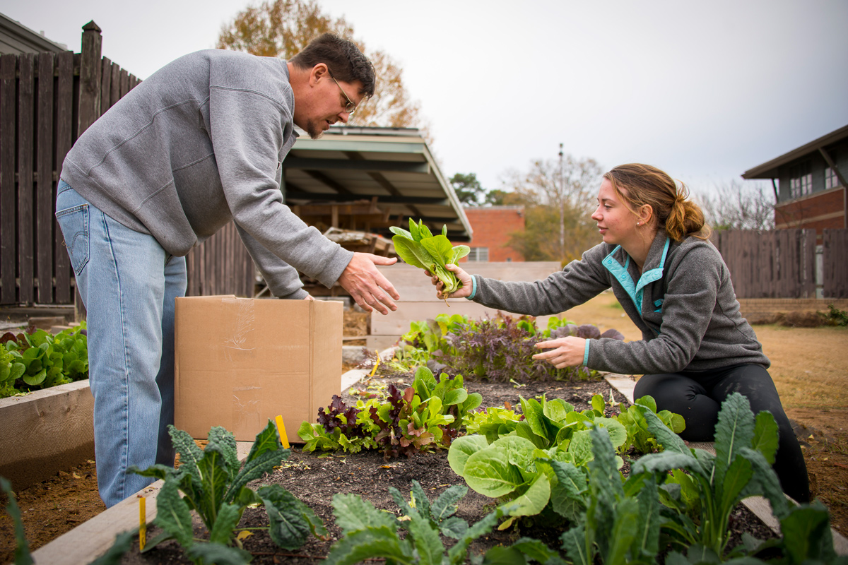 Cheyenne Burchfield hands a head of harvested lettuce to fellow horticulture student Geoffrey Lalk.