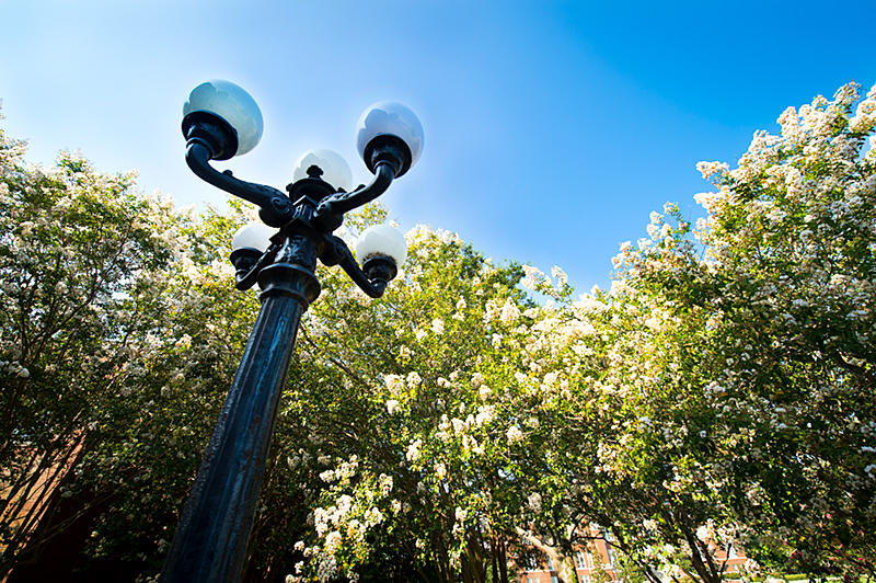 The crepe myrtle blooms near the Library shine brightly against the blue sky.