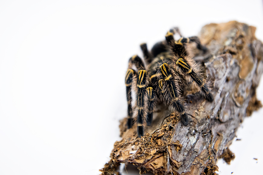 Golden knee tarantula on a small piece of wood on a white background.