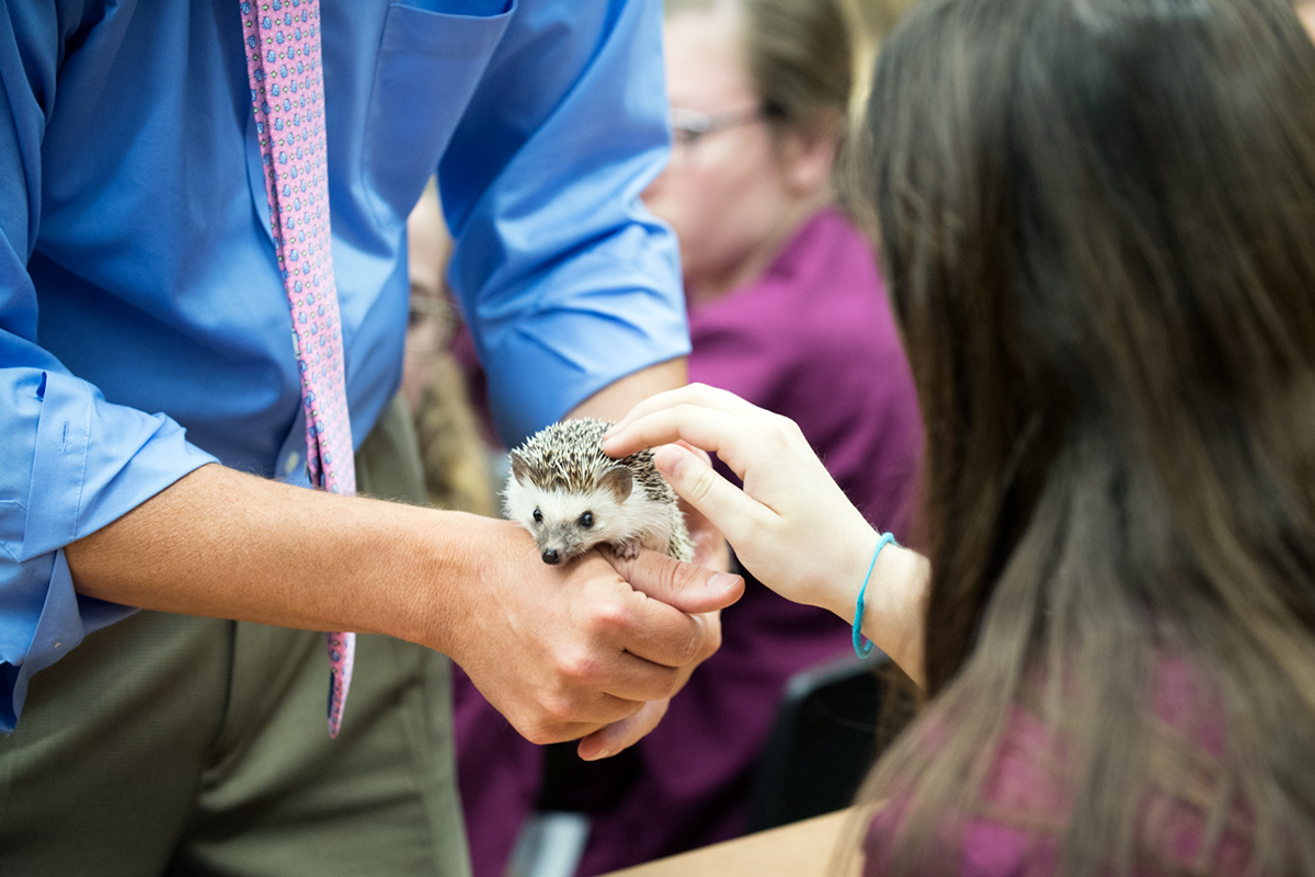 A middle school student pets a hedgehog being held by a faculty member during day camp.