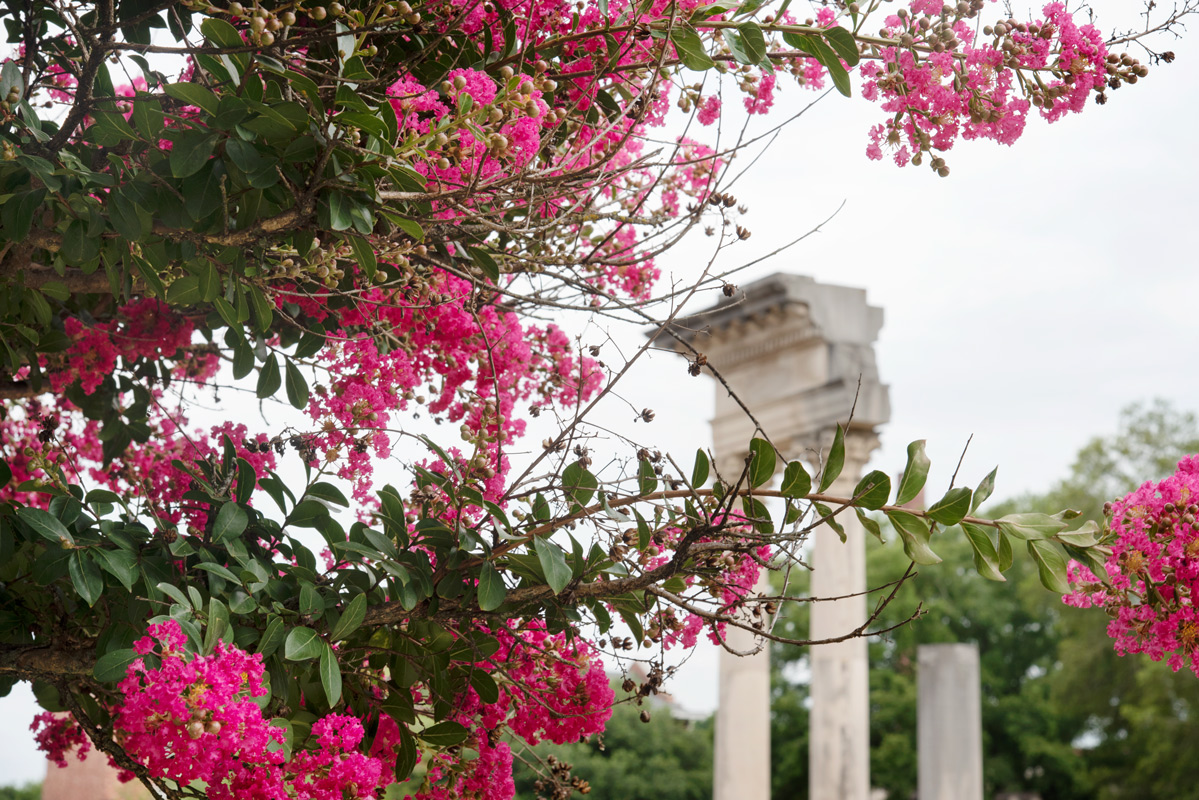 Pink flowering tree with columns in background