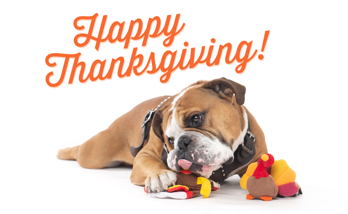 Bully bulldog Jak plays with stuffed turkeys on a white studio backdrop.