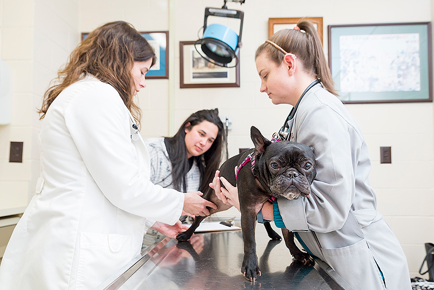 Bulldog Gets Vet School Medical Attention