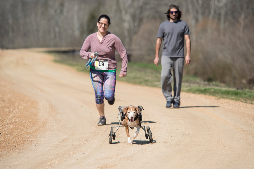 MSU College of Veterinary Medicine/Alpha Psi Rho Chapter&amp;#039;s 5K Dog Dash