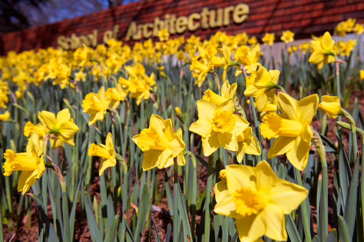 Yellow daffodils in front of a brick sign with school of architecture in yellow.