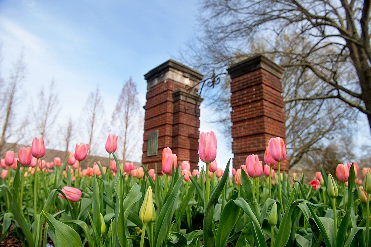 Pink tulips in a sea of green stems in front of brick pillars